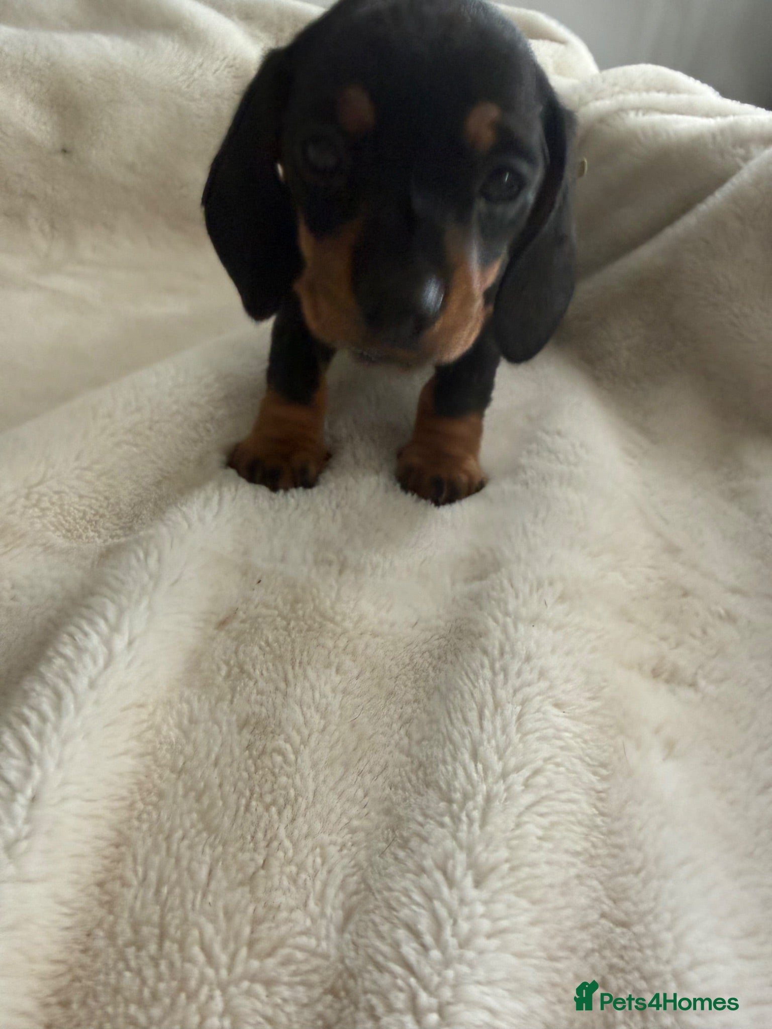 Miniature Dachshund dogs 1 girl left! Beautiful KC Miniature Dachshunds - Advert 2