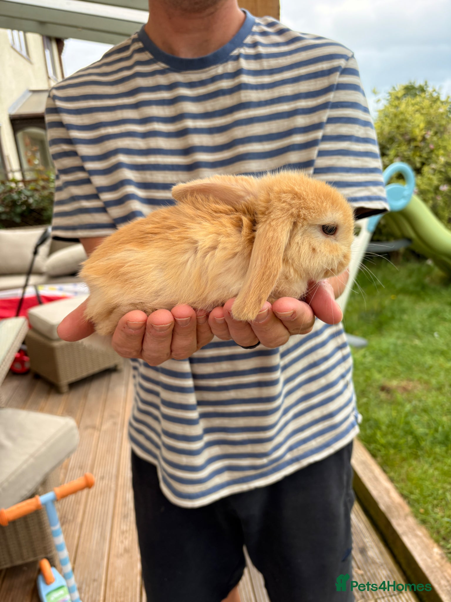 Mini Lop rabbits Mixed Mini Lop Bunnies - Advert 14