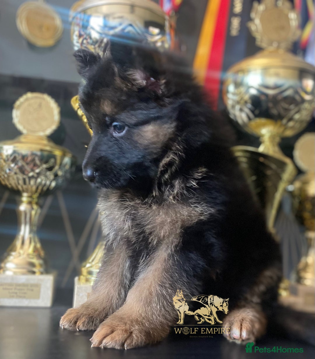 German Shepherd dogs for sale: ⭐️Beautiful German Shepherds puppies ⭐️ - Image 5
