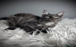 Maine Coon cats for sale: GCCF Black Smoke Female Maine Coon Kitten  - Image 6