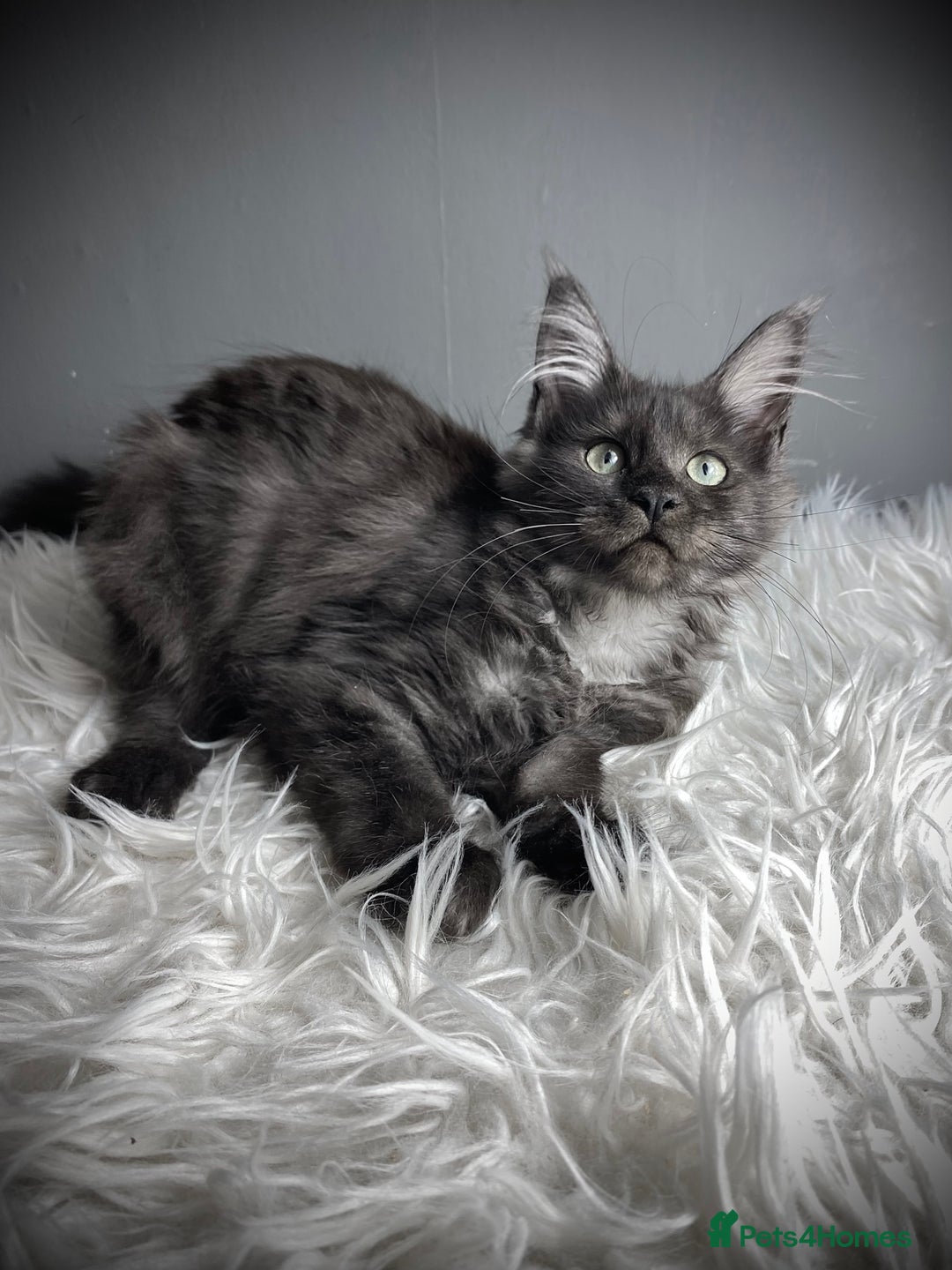 Maine Coon cats for sale: GCCF Black Smoke Female Maine Coon Kitten  - Image 6