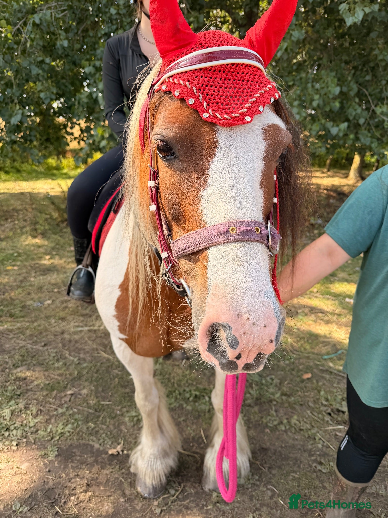 Irish Cob horses Beautiful cherry  - Advert 3