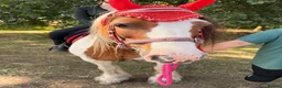 Irish Cob horses for sale: Beautiful cherry  - Advert 1