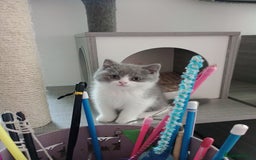 British Shorthair cats for sale: GCCF, KITTENS, STUDS, QUEENS, Blue Lilac Bi - Image 28