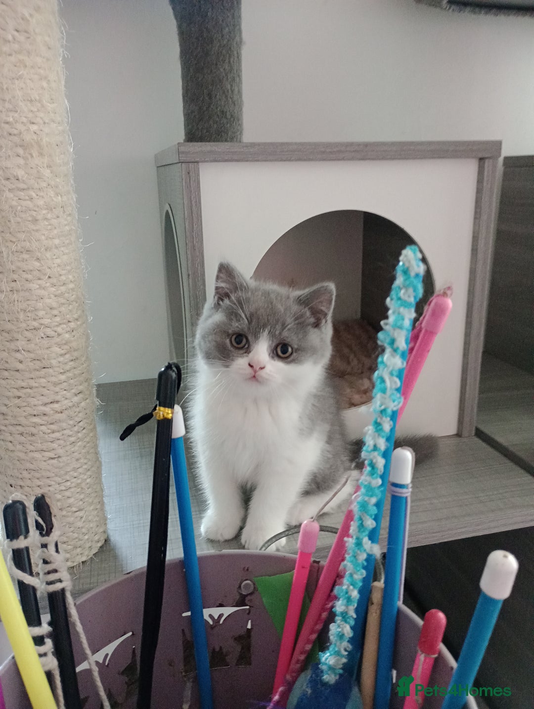 British Shorthair cats for sale: GCCF, KITTENS, STUDS, QUEENS, Blue Lilac Bi - Image 28