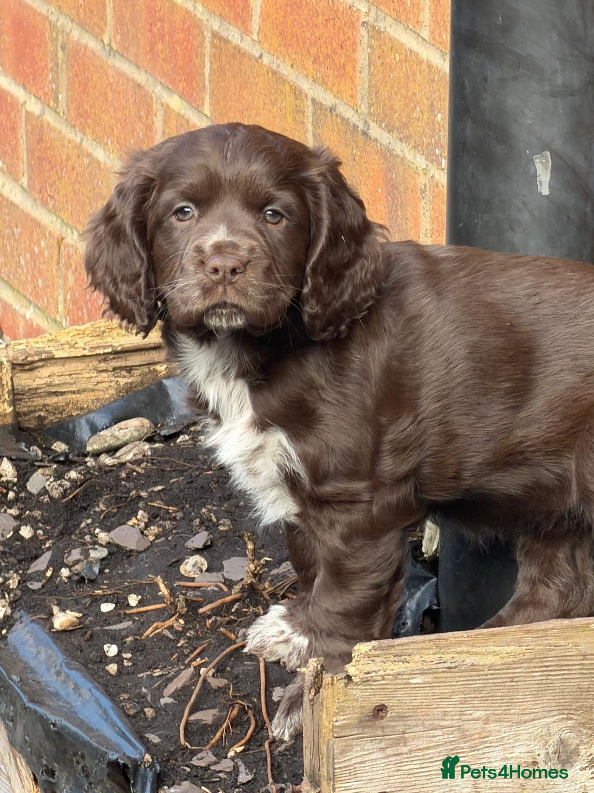 Sprocker dogs Sprocker puppies, 3/4 cocker  - Advert 8