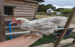 Chickens poultry for sale: FREE - Pure colour pekin bantam cockerels - Image 14