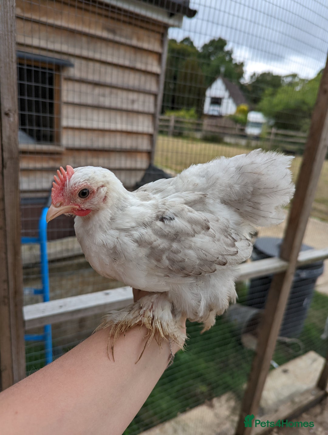 Chickens poultry for sale: FREE - Pure colour pekin bantam cockerels - Image 14