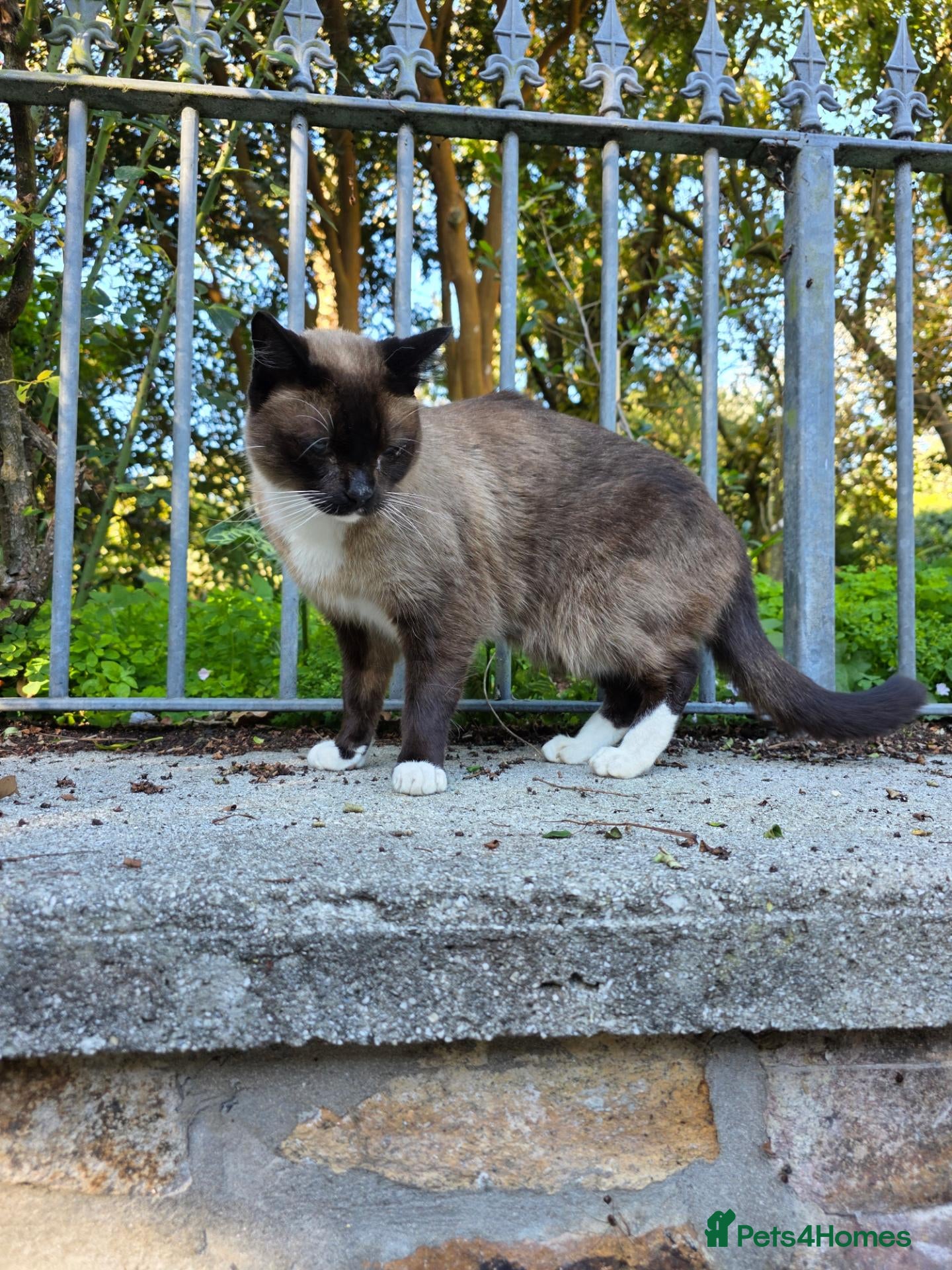 Mixed Breed cats for sale: Adult bengal cross cats - Advert 5
