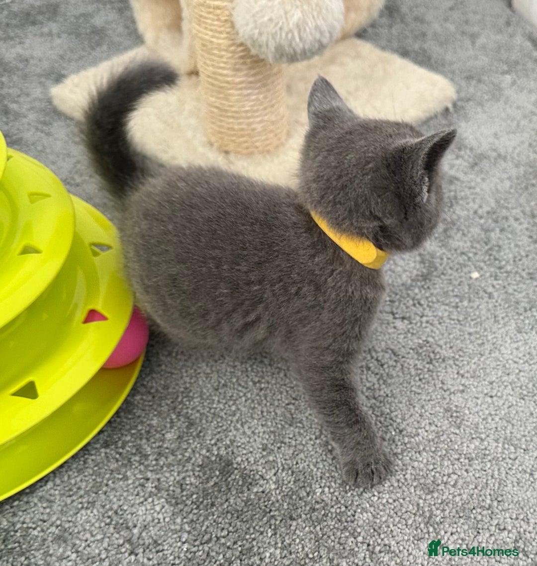 Russian Blue cats for sale: Russian Blue Kittens  - Advert 12