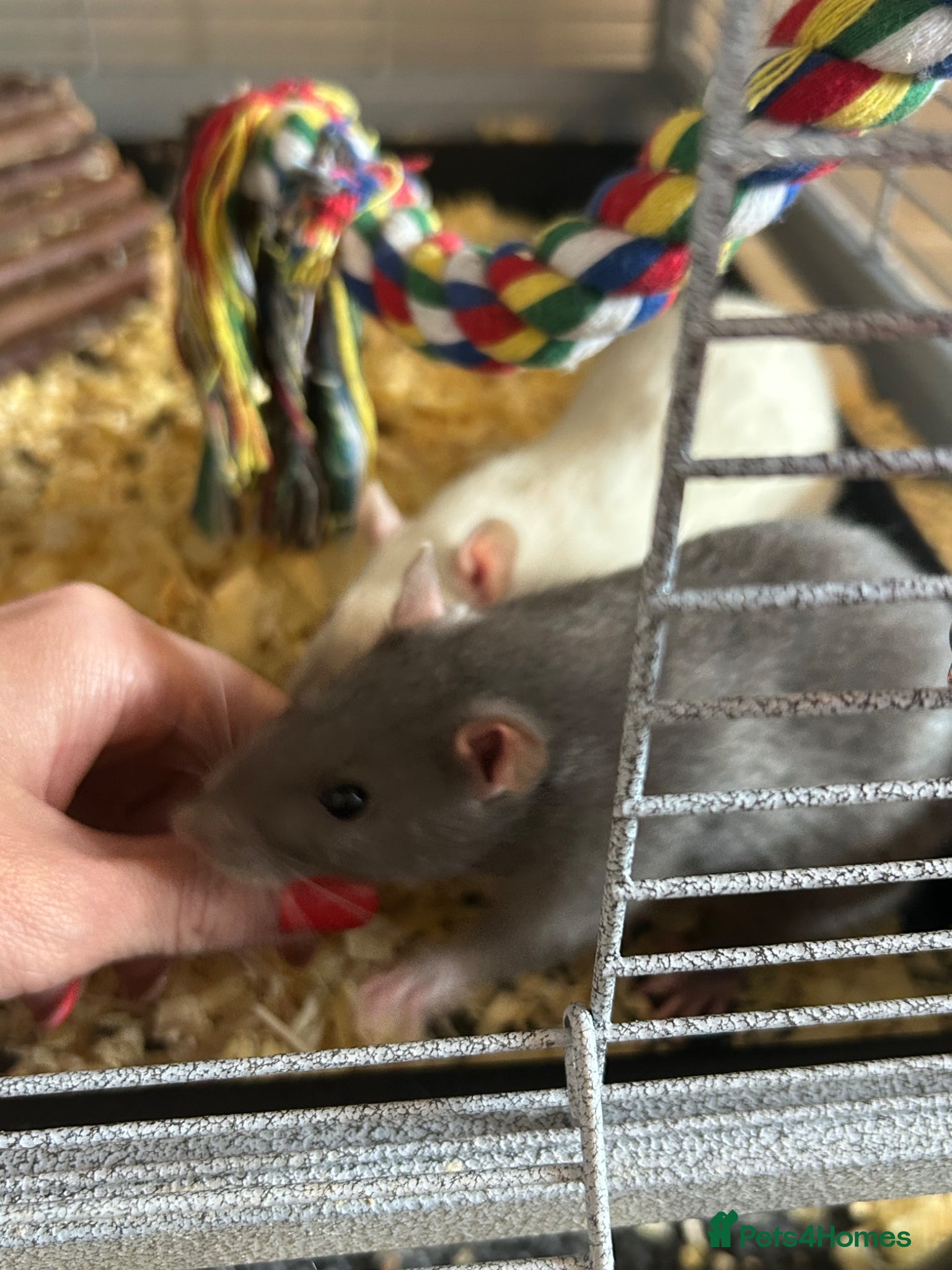 Rat rodents 4x rats and cage looking for rehoming read ad - Advert 3