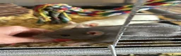 Rat rodents for sale: 4x rats and cage looking for rehoming read ad - Advert 1