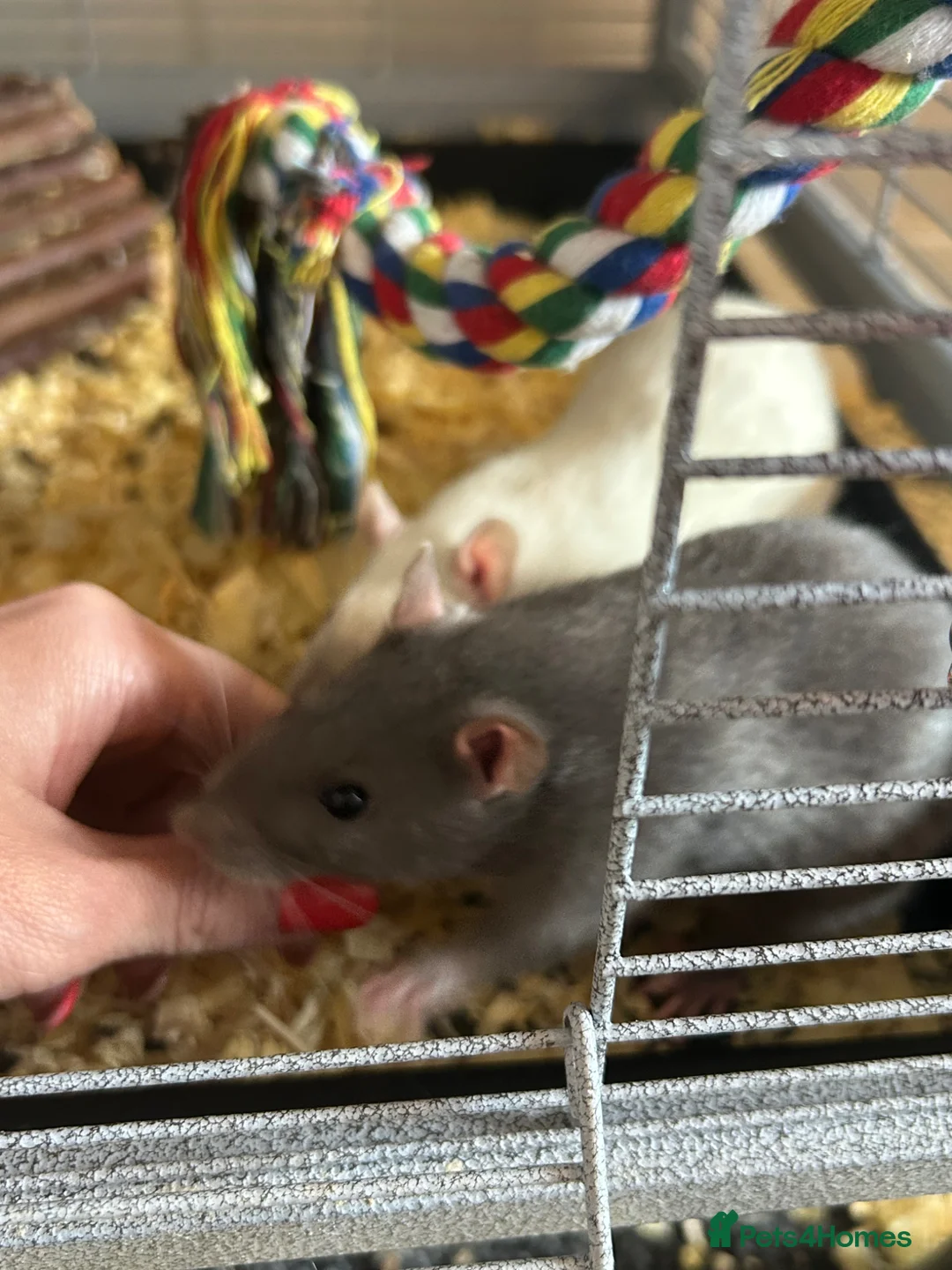Rat rodents for sale: 4x rats and cage looking for rehoming read ad - Advert 1