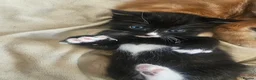 Mixed Breed cats for sale: Gorgeous mixed  - Advert 7