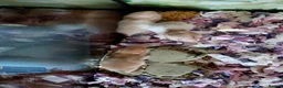 Hamster rodents for sale: Syrain hamster pups in Derby - Advert 4