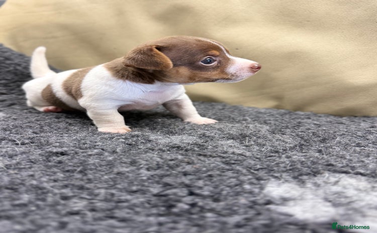 Jack Russell dogs - Advert 2