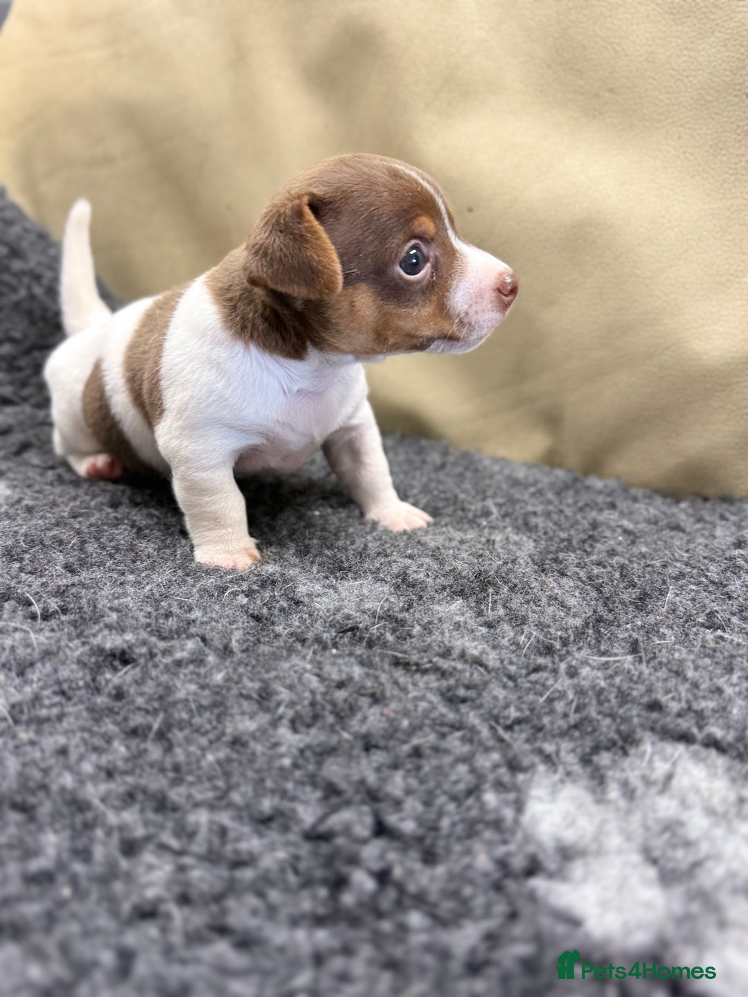 Jack Russell dogs for sale: Tiny Jack Russell pups  - Image 1