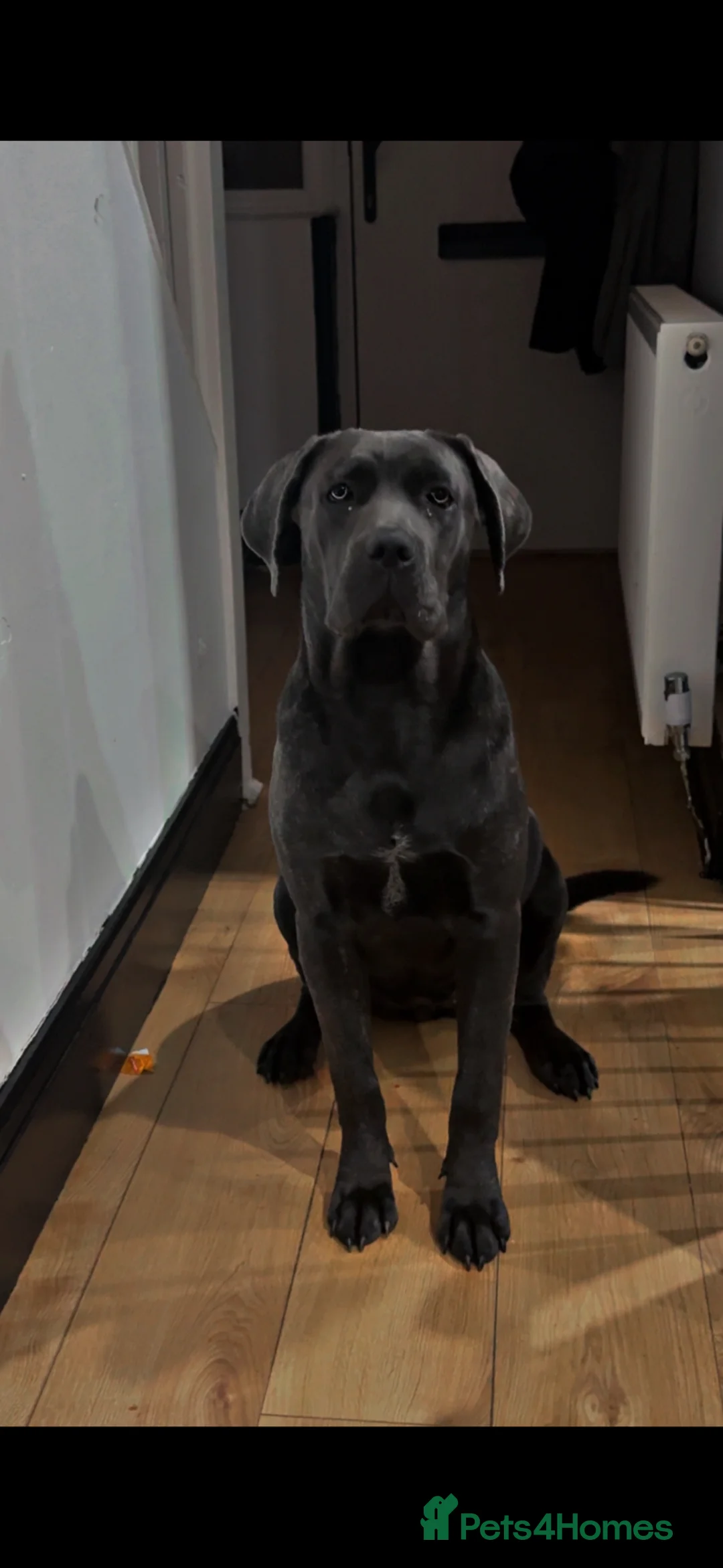 Cane Corso dogs for sale: Merle Cane Corso  - Advert 1