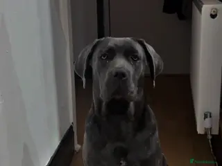 Cane Corso dogs Merle Cane Corso - Advert 1