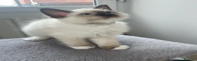 Ragdoll 3