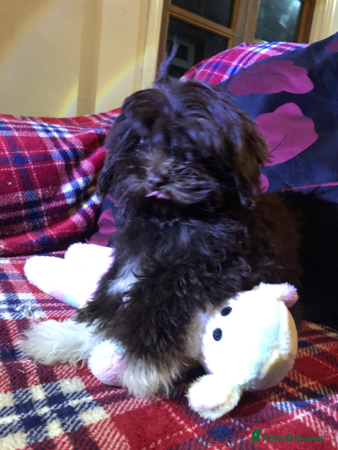 Cockapoo dogs for sale: Cockapoo puppies for sale  - Advert 26