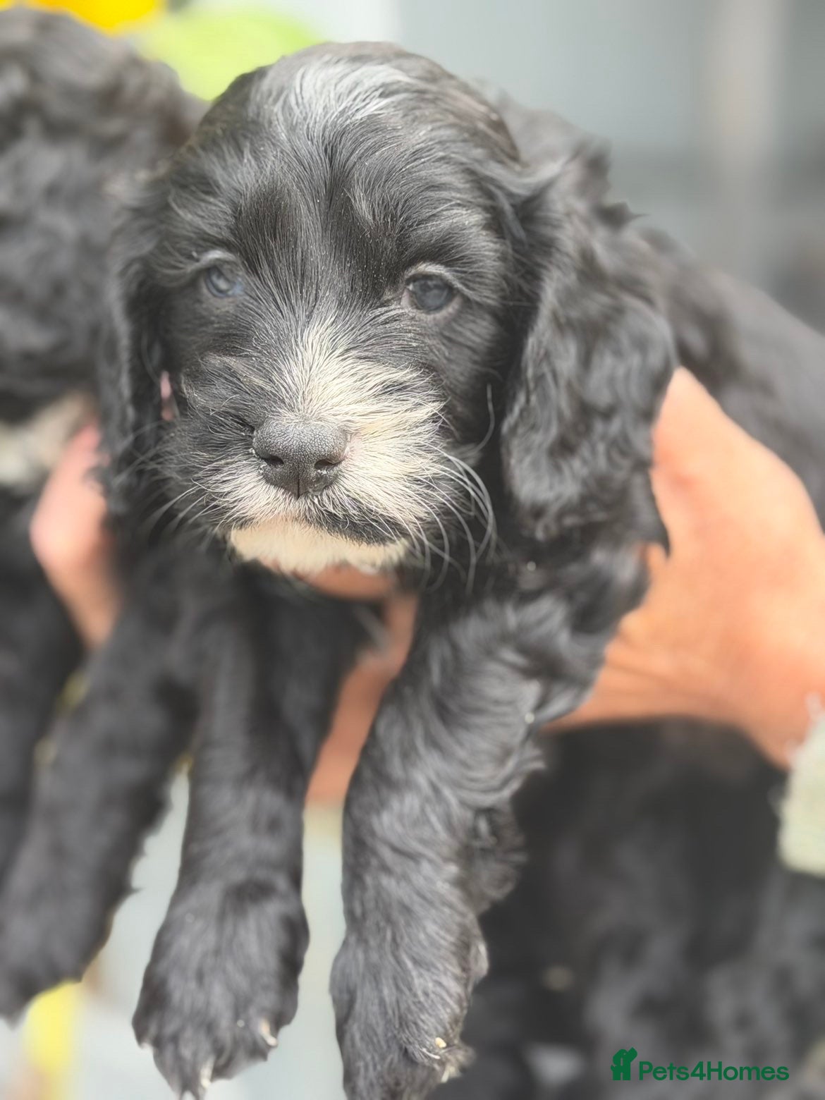 Cockapoo dogs BEAUTIFUL BOY COCKAPOO PUPPIES  - Advert 2
