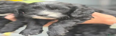 Cockapoo 2