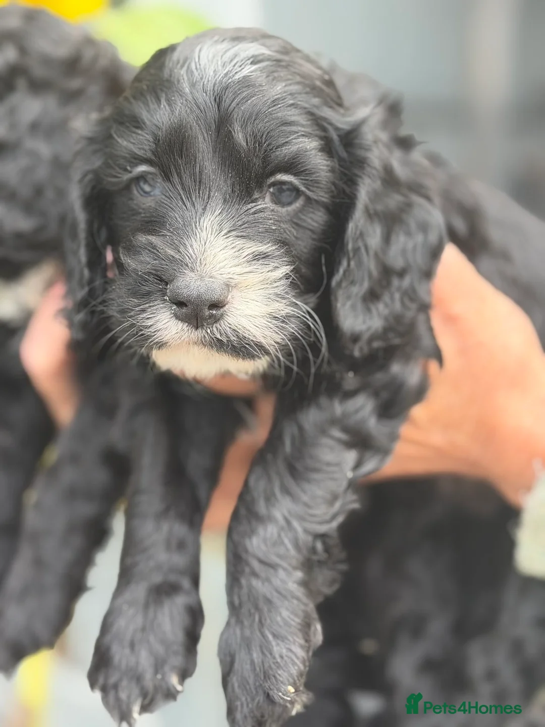 Cockapoo dogs for sale: BEAUTIFUL BOY COCKAPOO PUPPIES  in Alfreton - Advert 2
