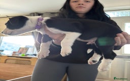 Mixed Breed dogs for sale: Male staffy x border collie puppy - Image 8