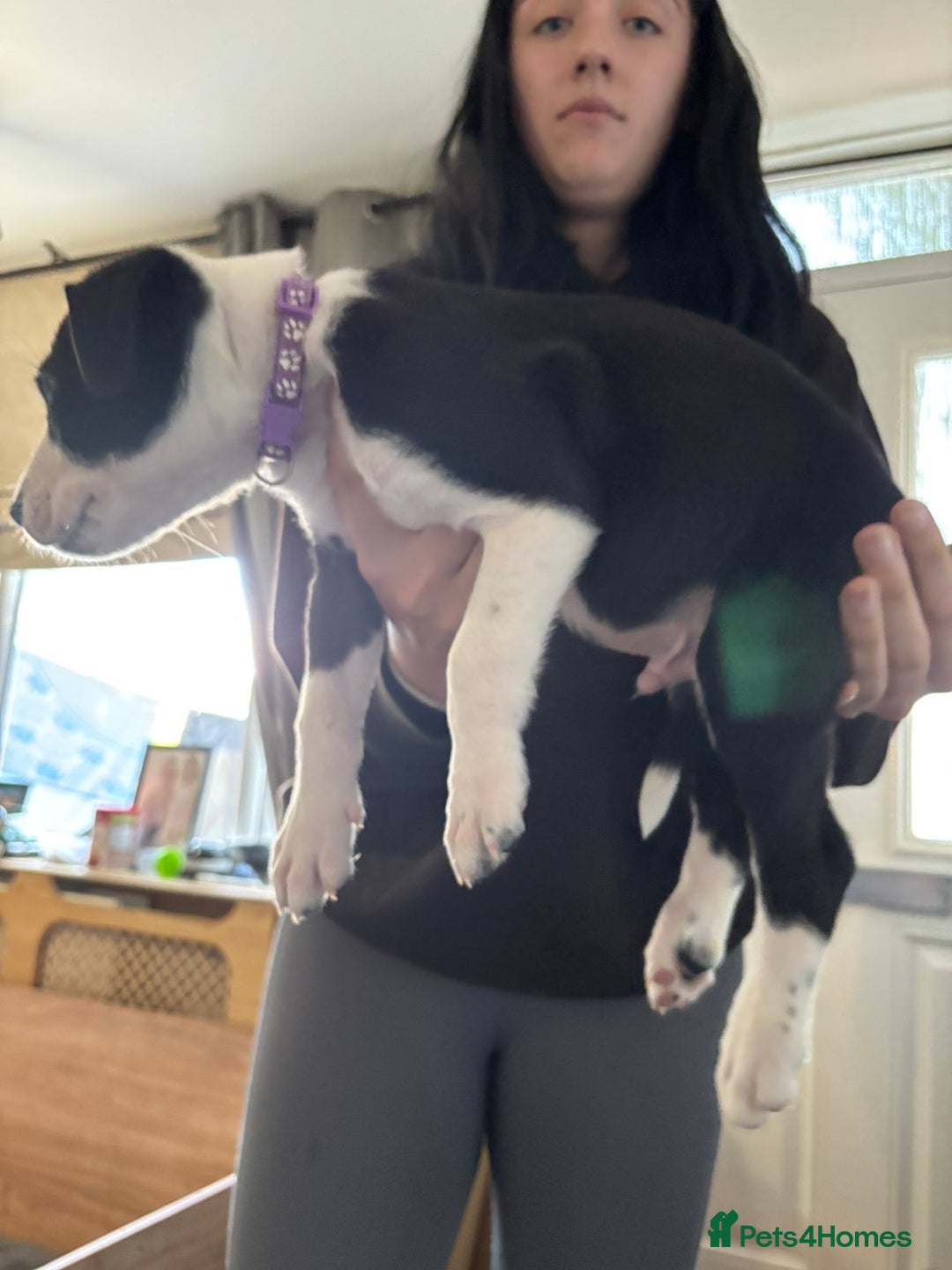 Mixed Breed dogs for sale: Male staffy x border collie puppy - Image 8