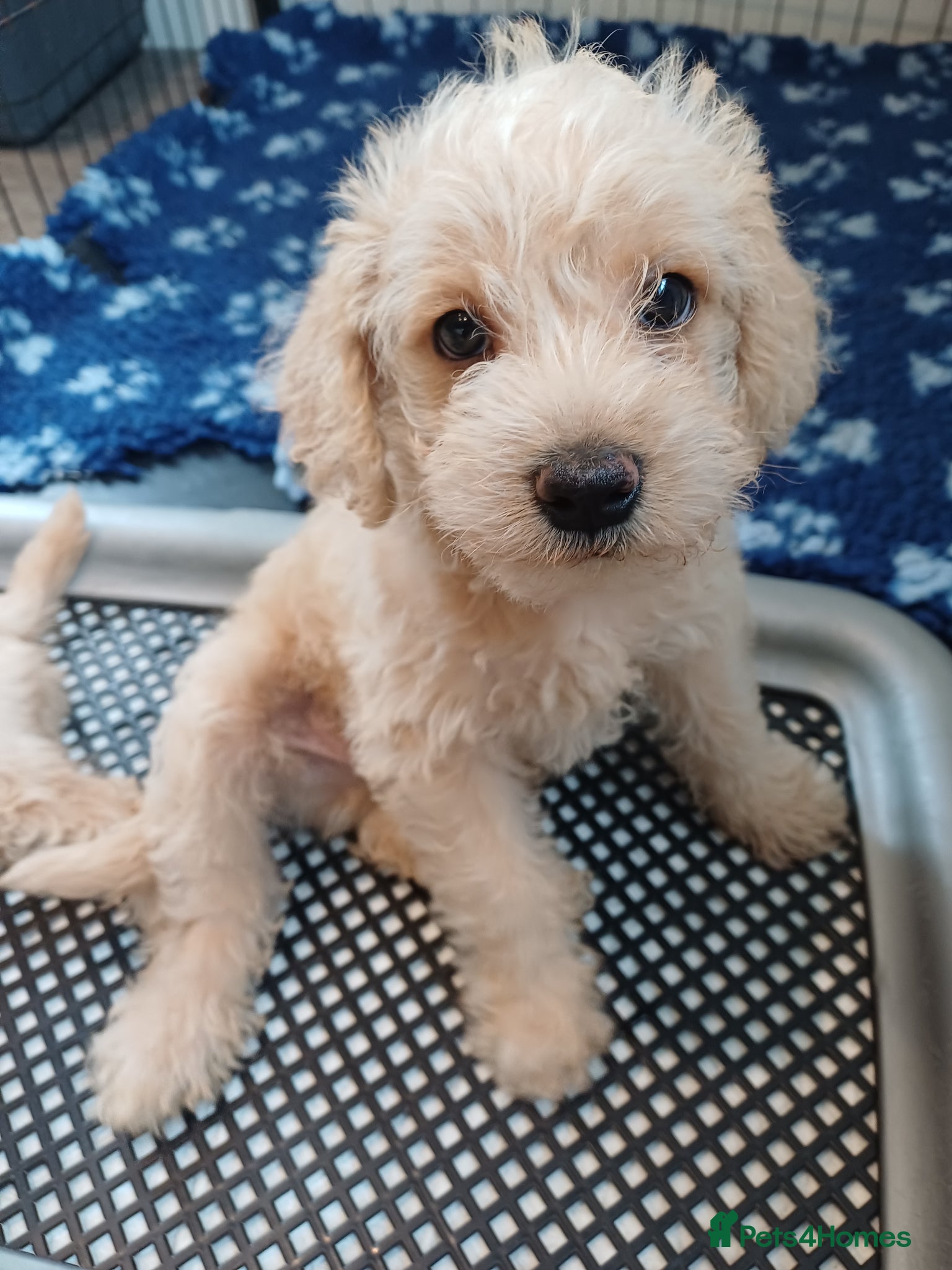 Schnoodle dogs for sale: Schnoodles 2x boy and 1x girl  in Bury Saint Edmunds - Advert 18