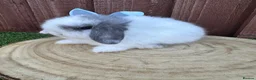 Mini Lop rabbits for sale: Beautiful purebred mini lops ready to reserve  - Advert 31