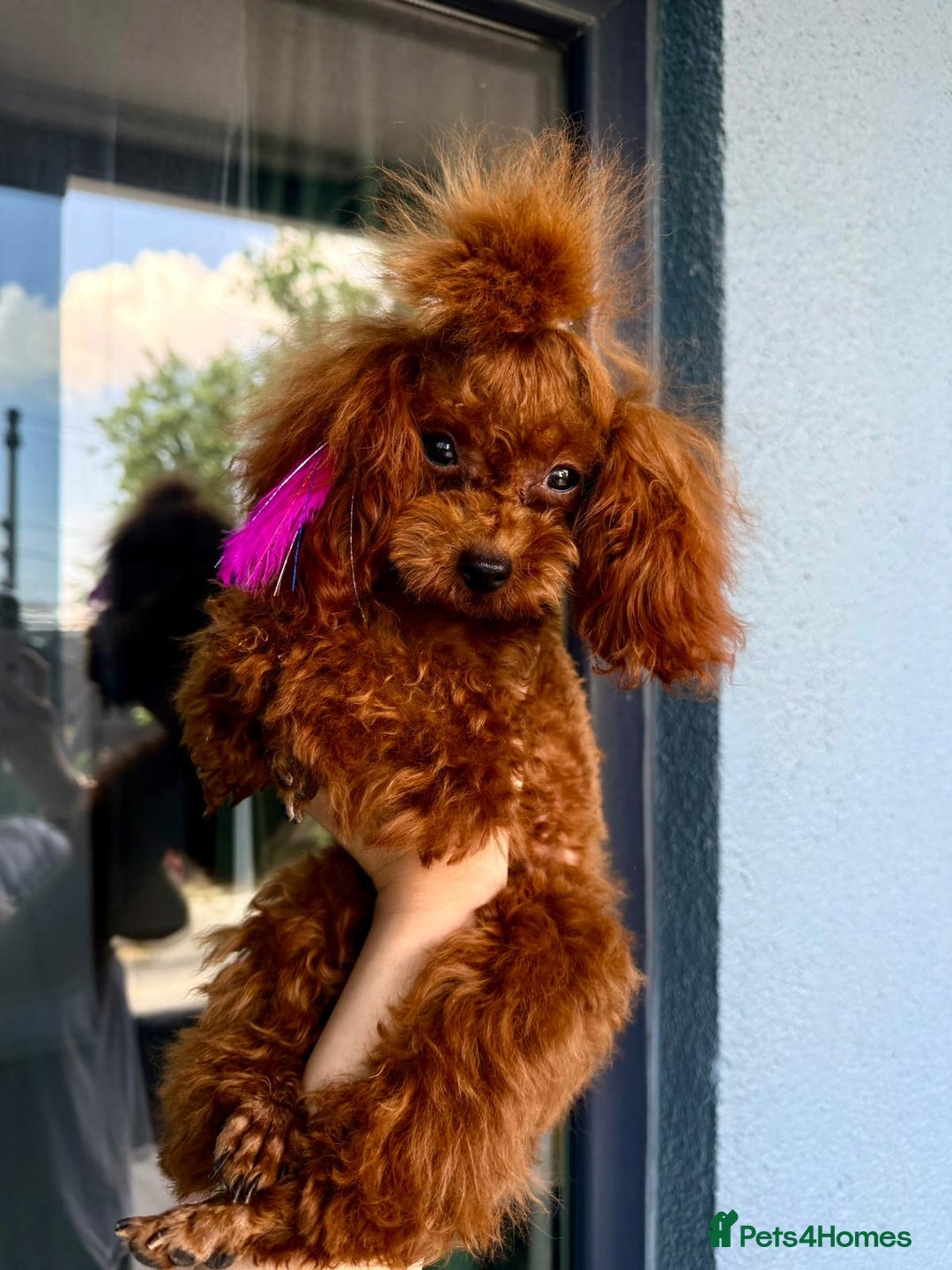 Poodle dogs for sale: Stunning Asian poodle for sale 🤩 - Advert 3