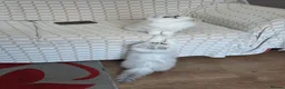 Persian cats for sale: Persian chinchilla - Advert 3