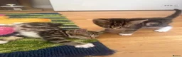 British Shorthair cats for sale: Adorable Kittens Looking for Loving Homes - Advert 5
