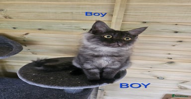 Maine Coon cats - Advert 10