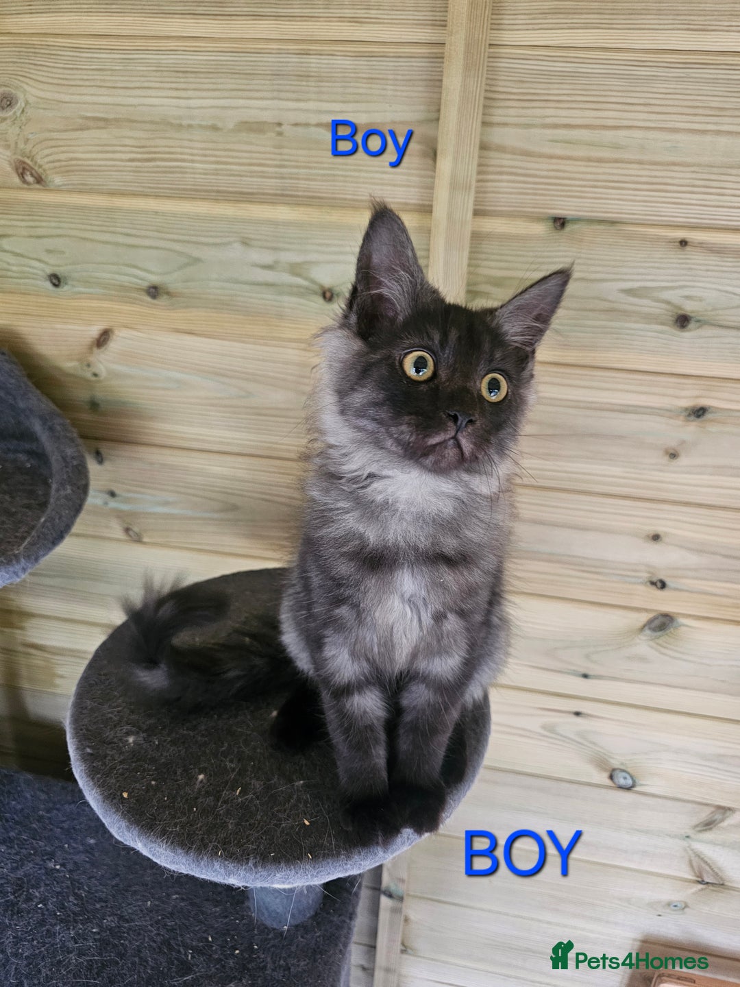 Maine Coon cats for sale: Maine Coon  - Image 3