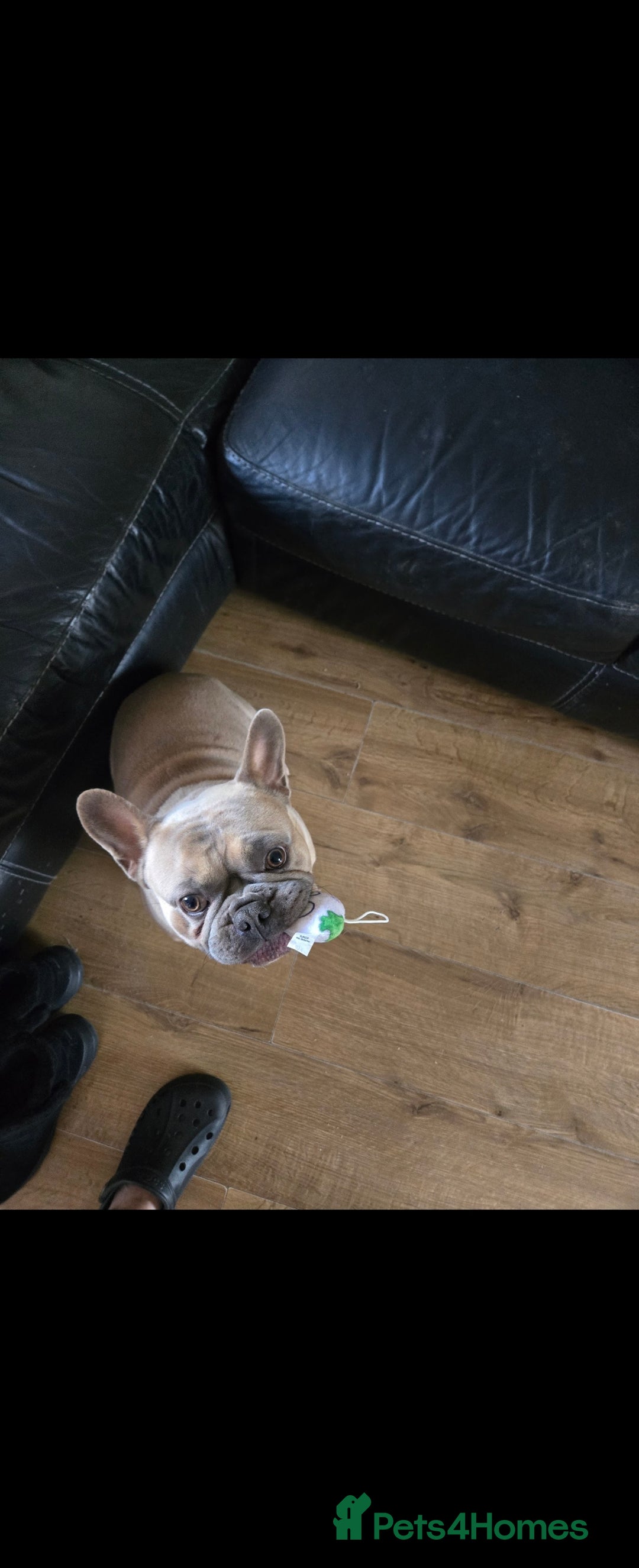 French Bulldog dogs for sale: 2 Year Old Male French Buldog - Image 3