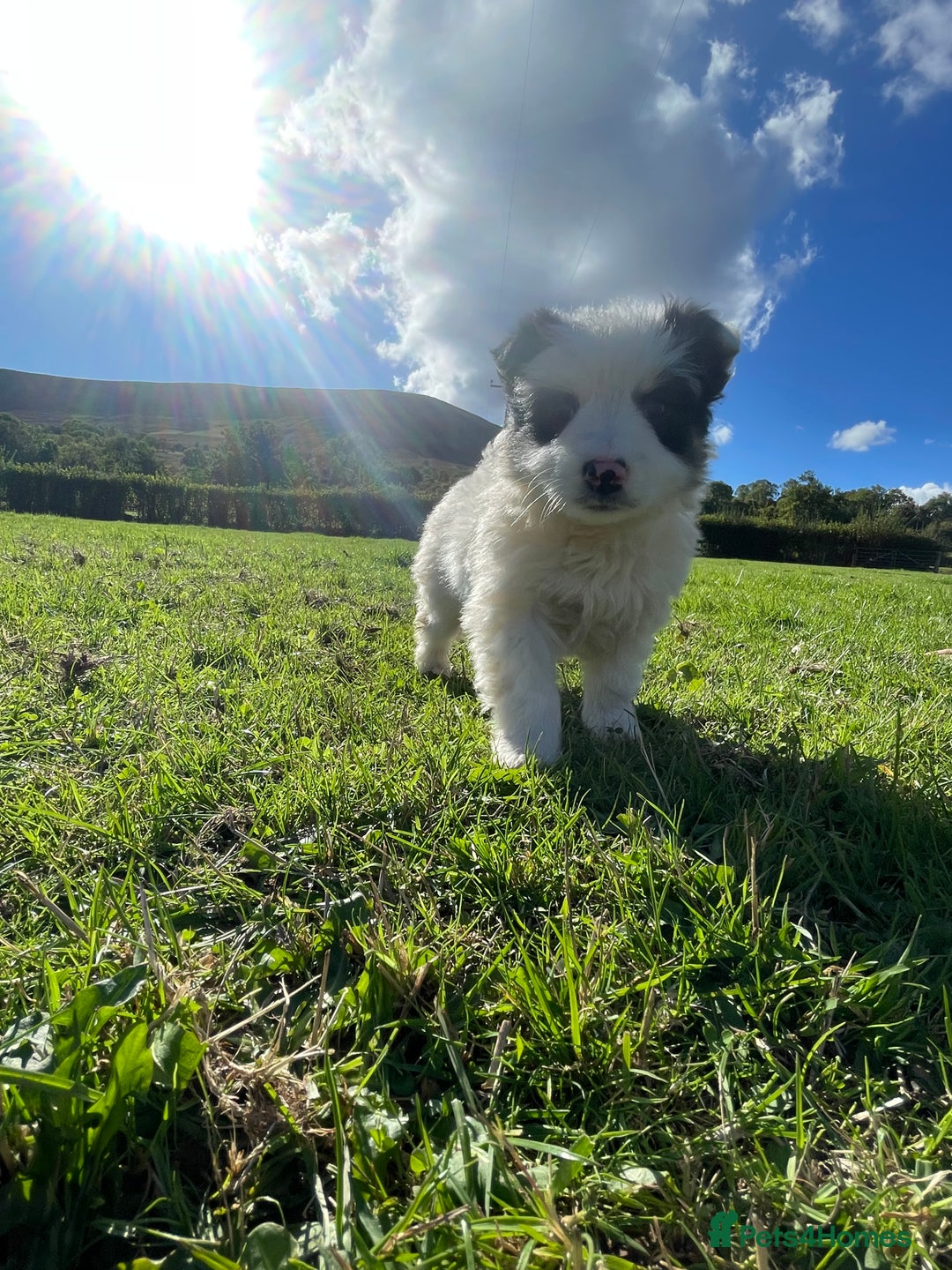 Border Collie dogs for sale: Collie Pups  - Image 6