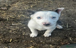 Border Collie dogs for sale: 2 beautiful border collie bitches  - Image 4