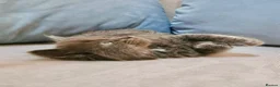 Maine Coon cats for sale: Beautiful Maine Coon Kittens  - Advert 3