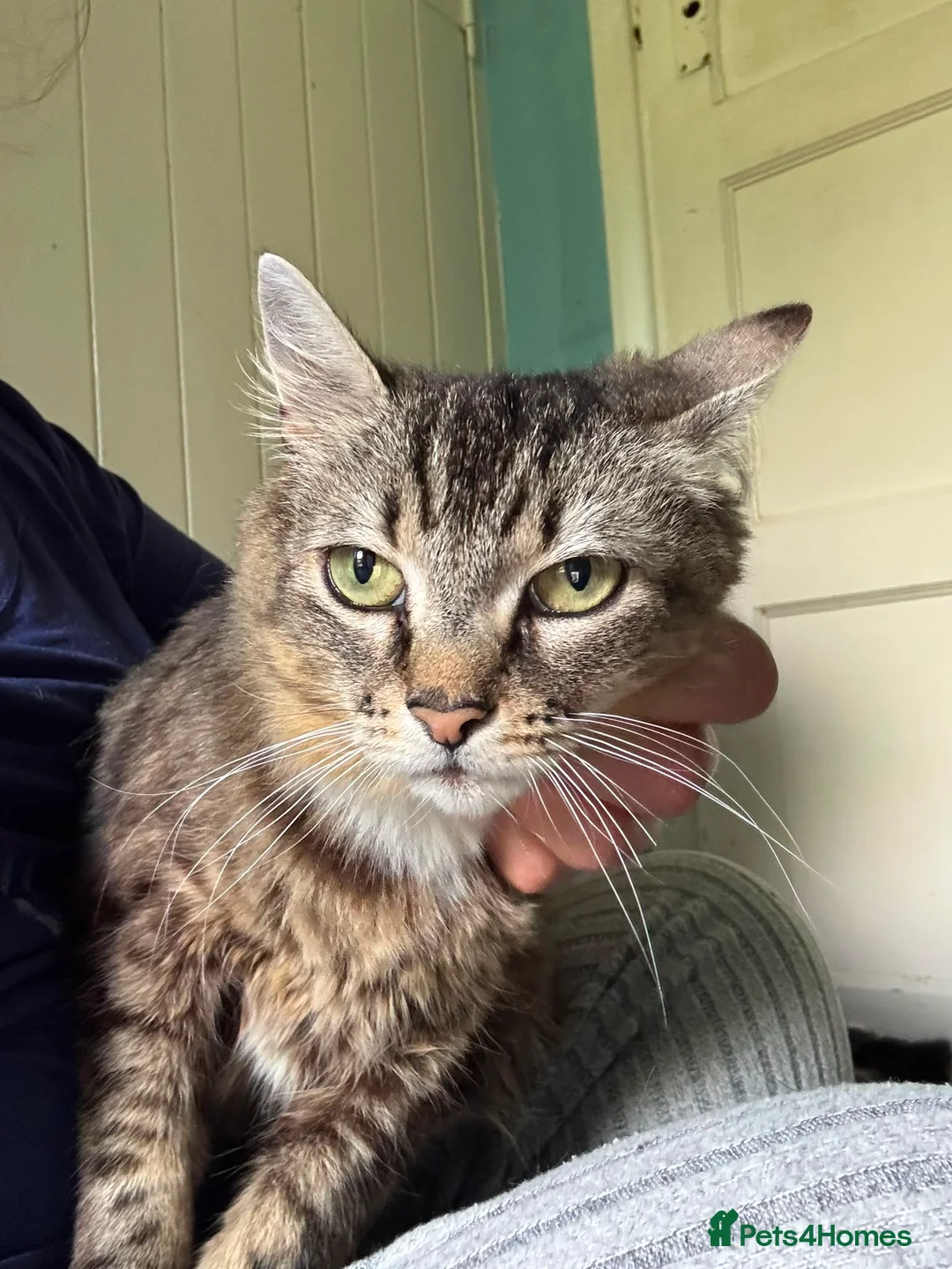 Domestic Shorthair cats for adoption: Sweet Tiger - Adopt Cats in Crisis East London - Advert 2