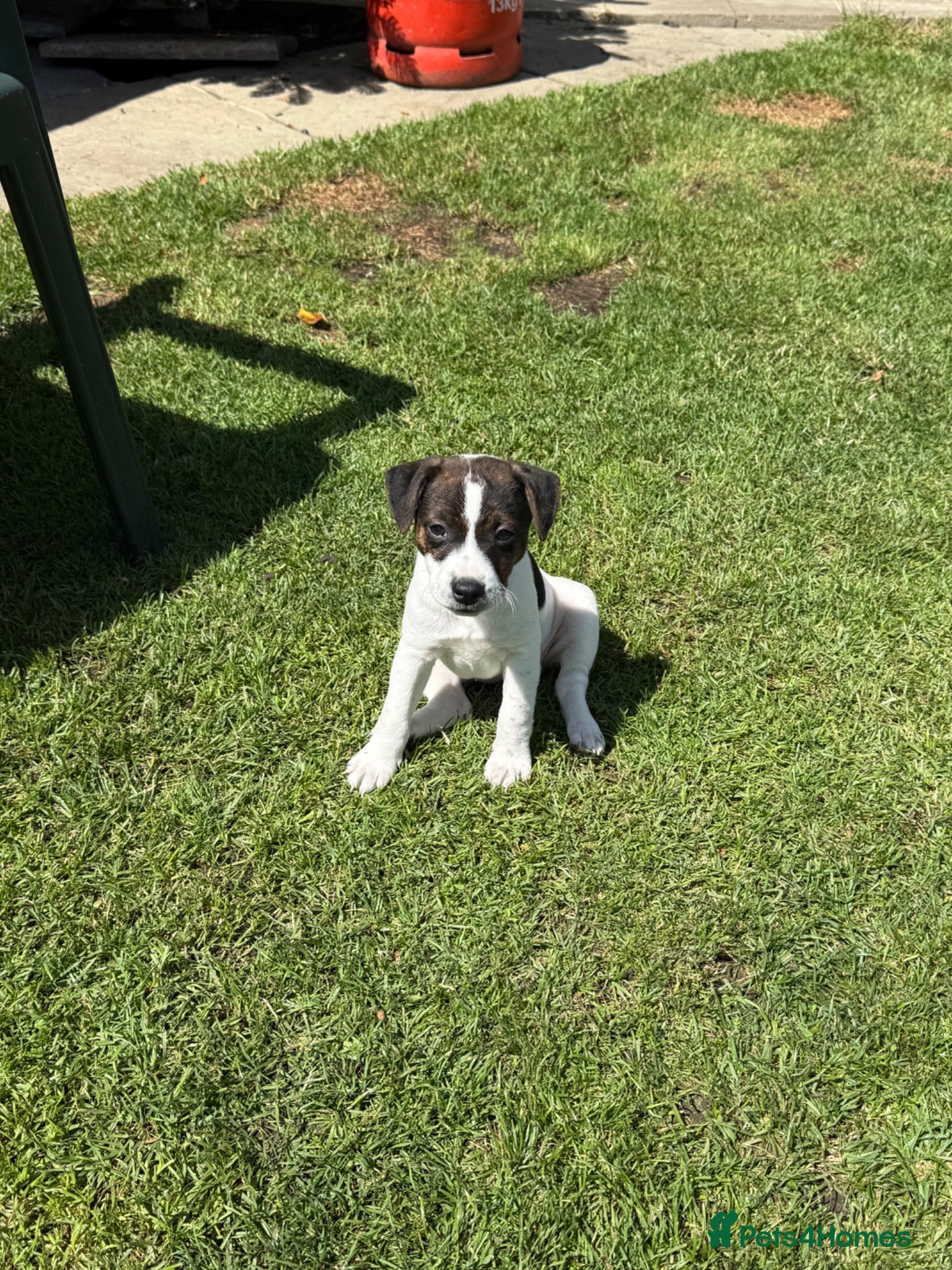 Jack Russell dogs Beautiful Jack Russell girl  - Advert 10