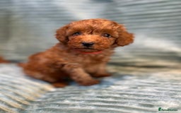 Toy Poodle dogs for sale: TINY TOY POODLE PUPPIES 5🌟LICENSED BREEDER  - Image 1