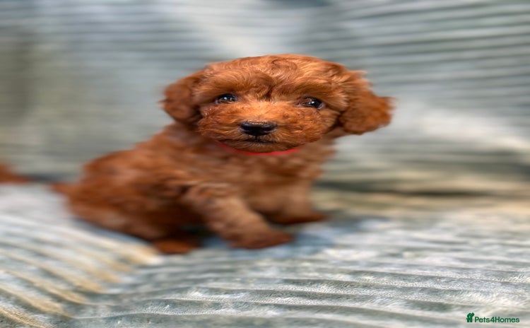Toy Poodle dogs - Advert 7