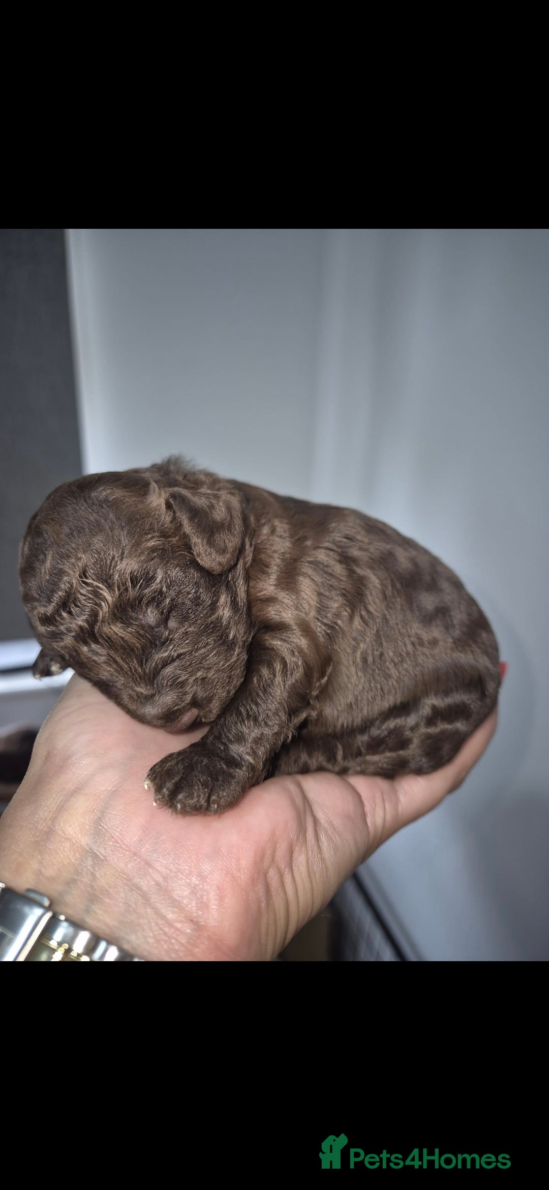 Cockapoo dogs for sale: Beautiful Cockapoo puppies - Image 3
