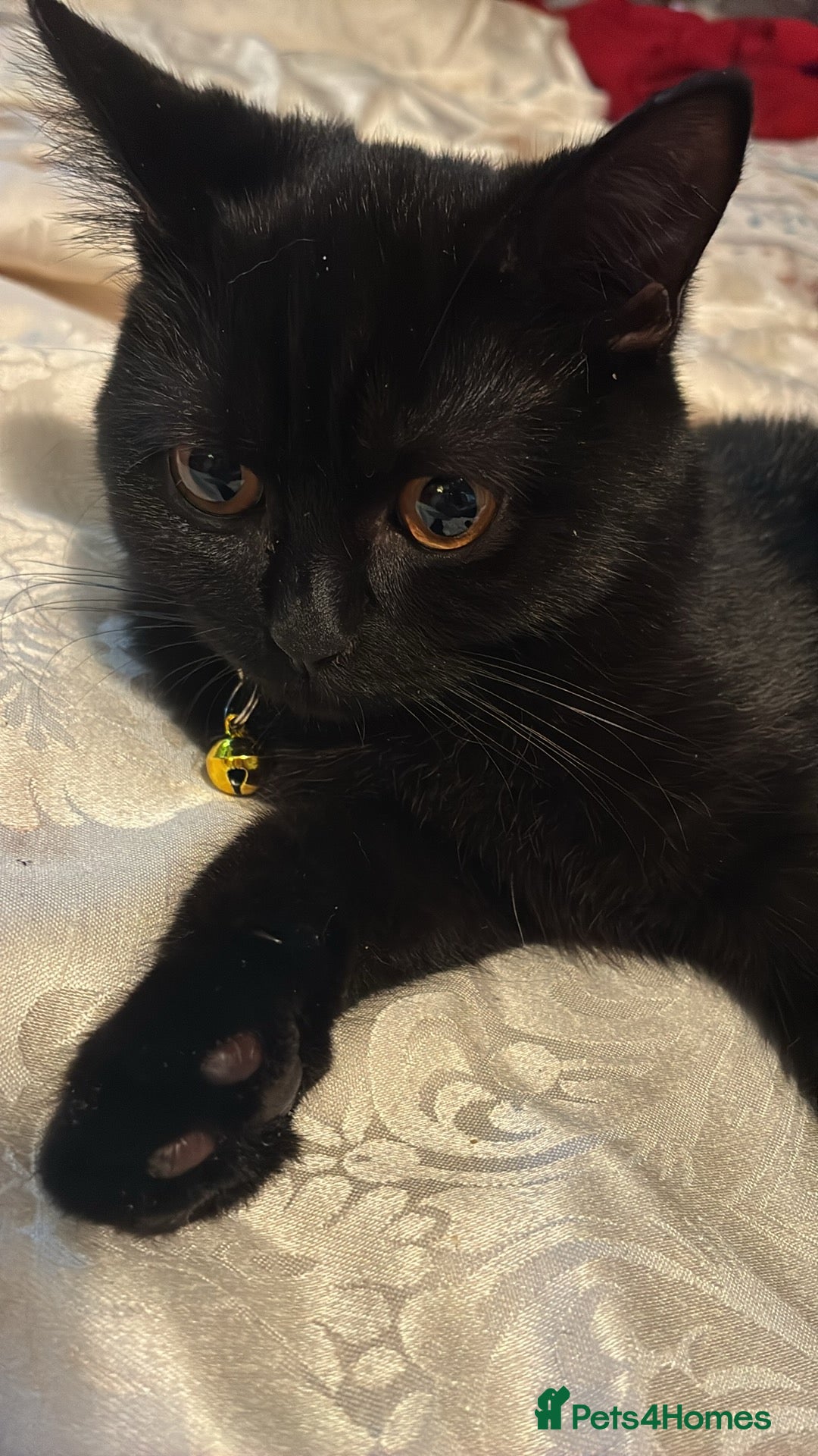 Brazilian Shorthair cats for sale: Orange eyes black bristh shorthair  - Advert 1