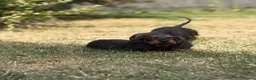 Mixed Breed dogs for sale: 🐾 Mini Bassets 🐾 - Advert 22