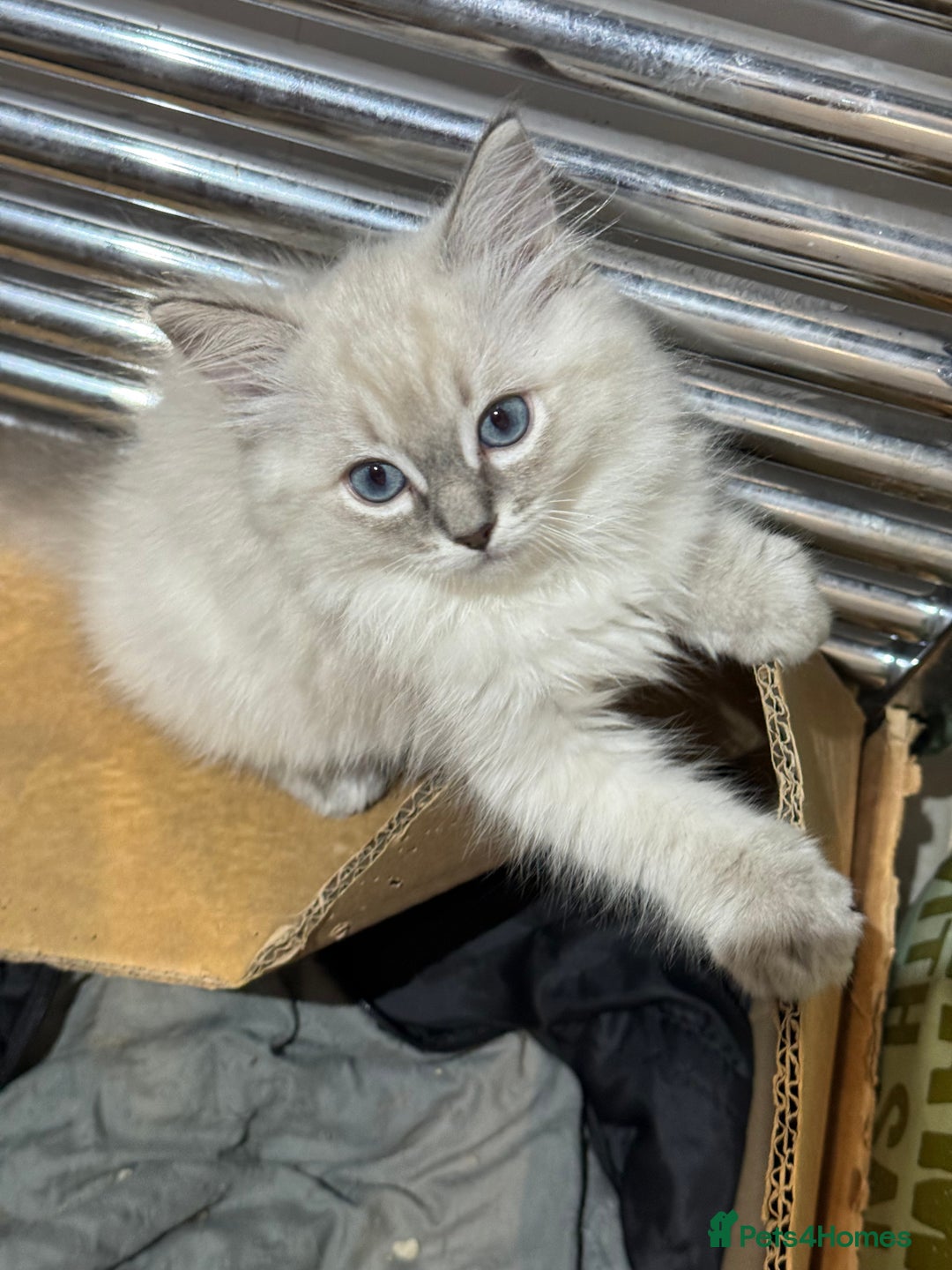 Ragdoll cats for sale: GCFF and FIFE Ragdoll.Champions line!Available now - Image 15