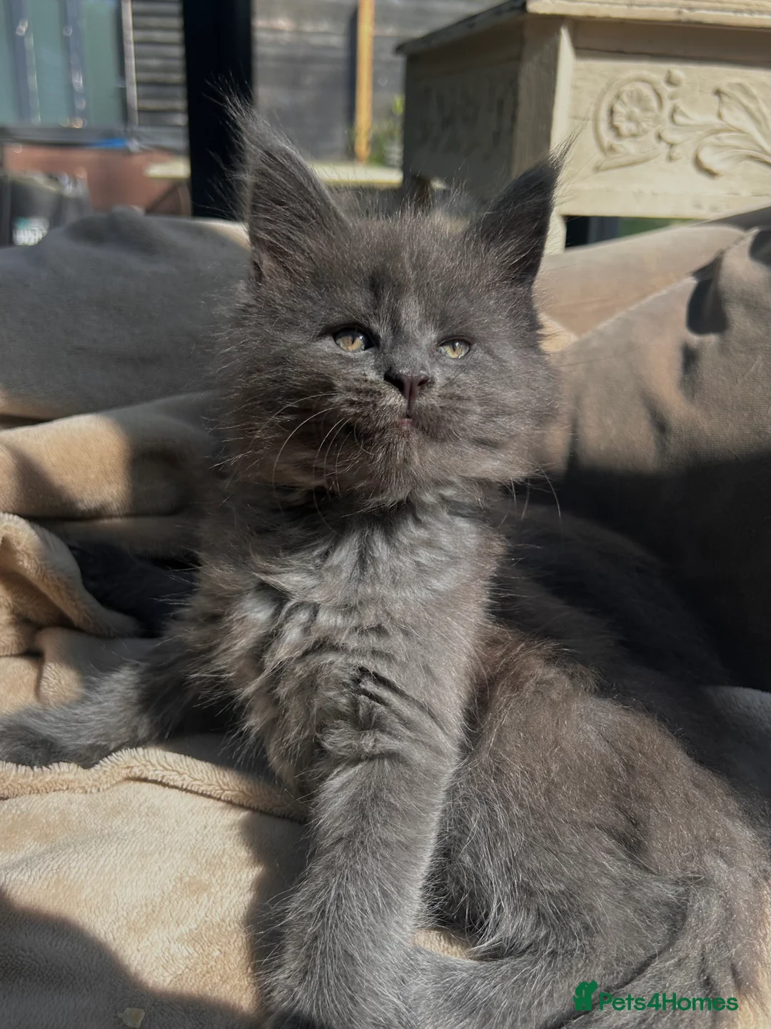 Maine Coon cats for sale: Exceptional blue-smoke Maine Coon Kittens 🔥  - Advert 2